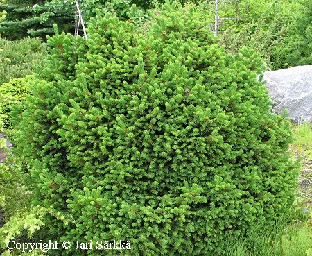 Pallokuusi, Picea abies 'Ohlendorffii'